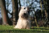 SKYE TERRIER 041